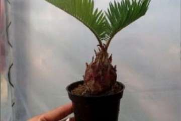 德保苏铁的原产地面临濒危境地