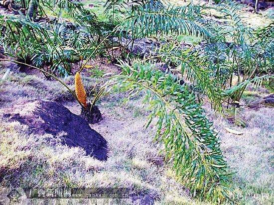 多歧苏铁与德保苏铁的区别