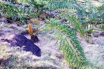 多歧苏铁与德保苏铁的区别