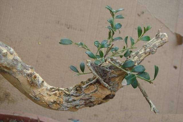 黄杨盆景光秃秃的