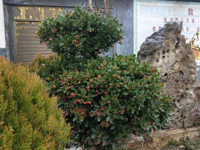 教授养的黄杨盆景别人给他出价2万他都不卖