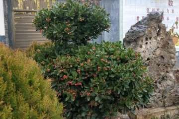 教授养的黄杨盆景 别人给他出价2万他都不卖