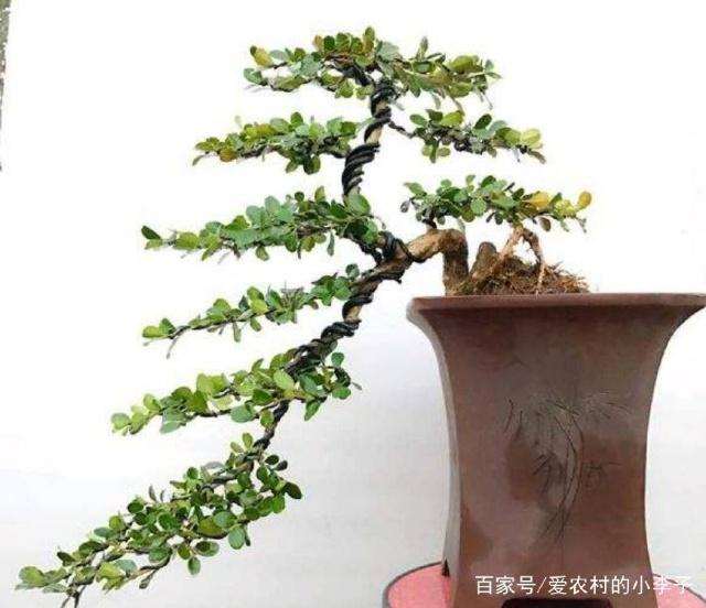 黄杨盆景的选土上盆技巧