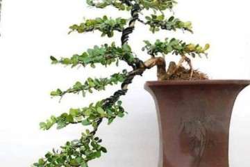 雀舌黄杨盆景怎么选土喷水上盆的方法