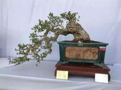 黄杨盆景的土壤要求与繁殖方法