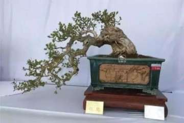 栽种黄杨盆景用什么土壤与繁殖方法