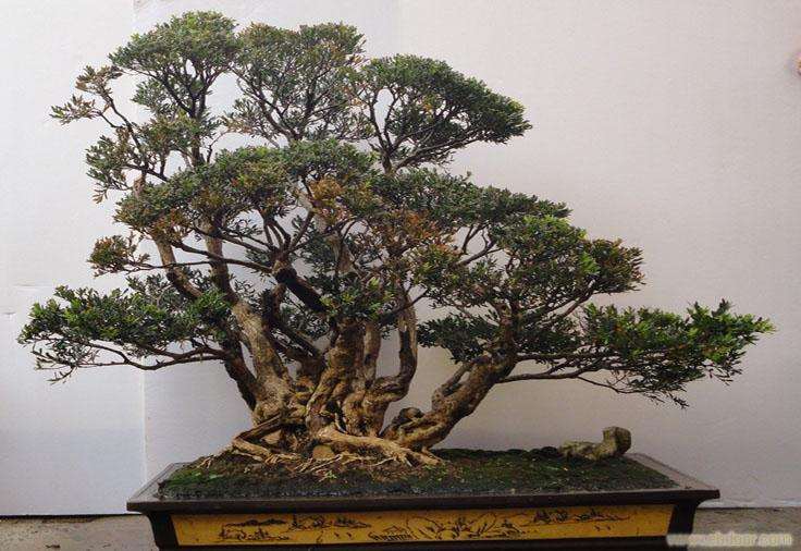 黄杨盆景的扦插与浇水技巧