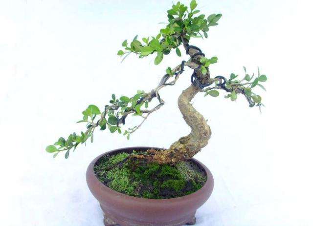 如何在春季给黄杨盆景修剪造型