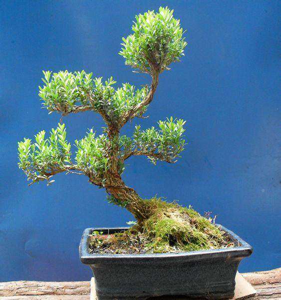 如何在春季做好黄杨盆景的浇水施肥