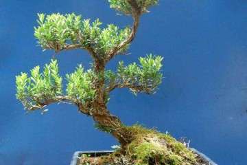 如何在春季做好黄杨盆景的浇水施肥？