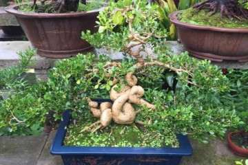 如何在春季给黄杨盆景的室外养护？