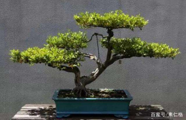 分享黄杨盆景的5个养护步骤