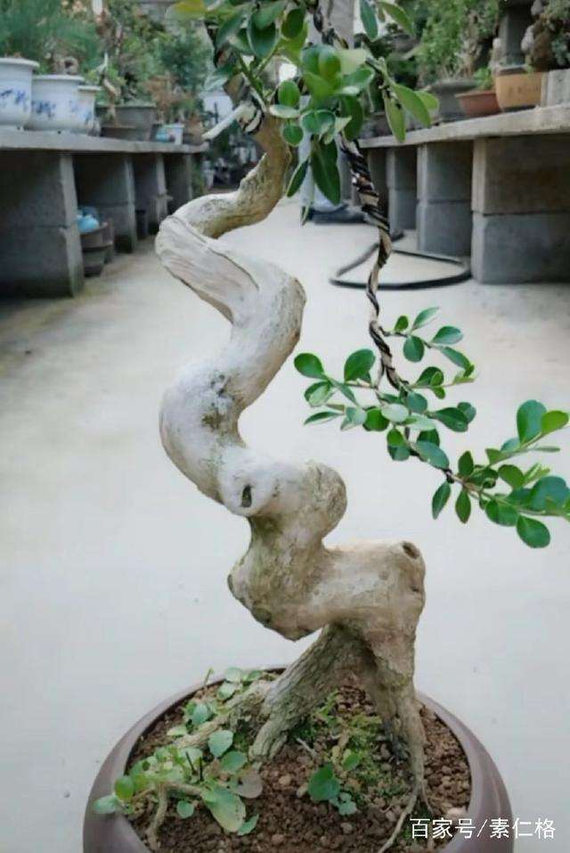 分享黄杨盆景的5个养护步骤