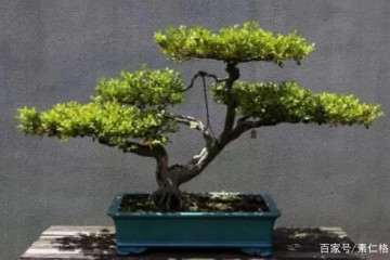 夏季黄杨盆景怎么翻盆浇水的5个方法