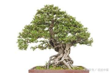 雀舌黄杨盆景怎么修剪施肥的方法