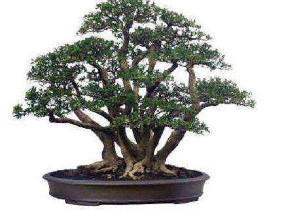 黄杨盆景的盆地选择与修剪