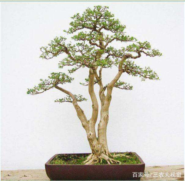 雀舌黄杨盆景幼苗扦插生根的方法