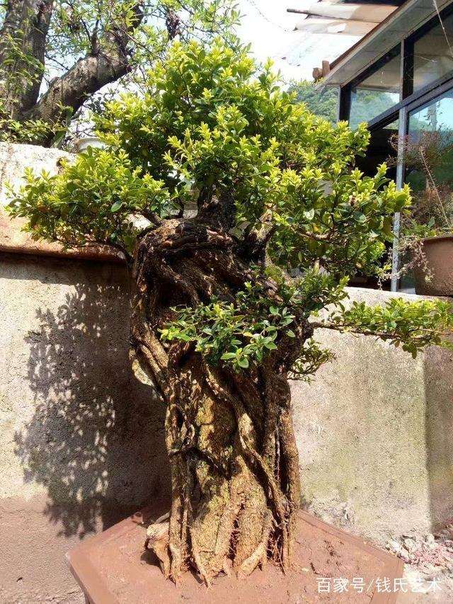 黄杨盆景在上盆前