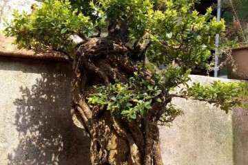 黄杨老桩盆景在上盆前怎么栽植的方法