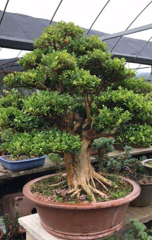 黄杨盆景这些年价格一路走红