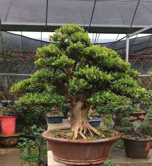 黄杨盆景这些年价格一路走红 已经涨了数十倍