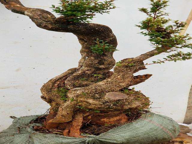 挖了一棵连体黄杨下山桩