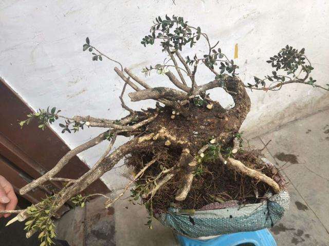 挖了一棵连体黄杨下山桩