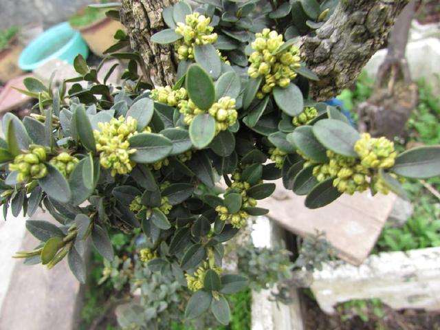 想要黄杨盆景开花 就要用疏松肥沃的沙质壤土