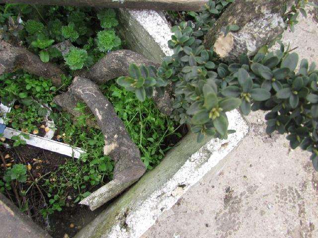 想要黄杨盆景开花 就要用疏松肥沃的沙质壤土