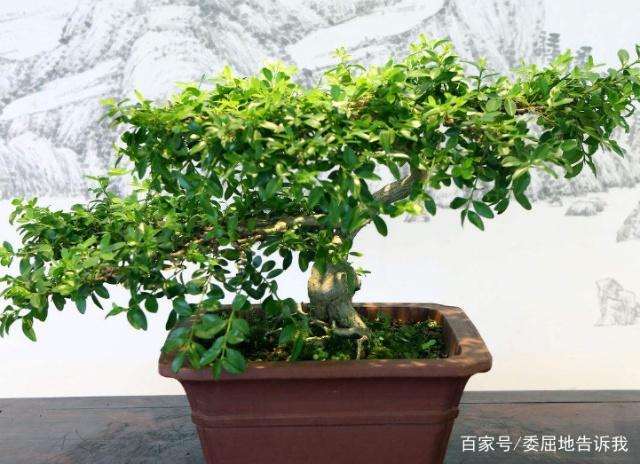 扦插繁殖黄杨盆景的5个小妙招