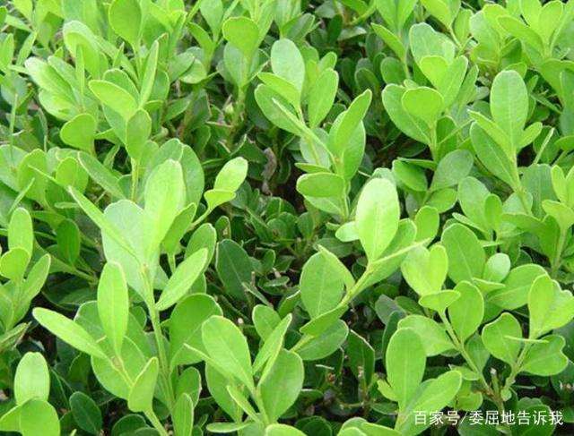 扦插繁殖黄杨盆景的5个小妙招