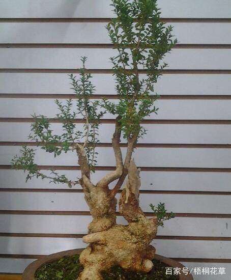 强行采挖黄杨下山桩会导致死亡