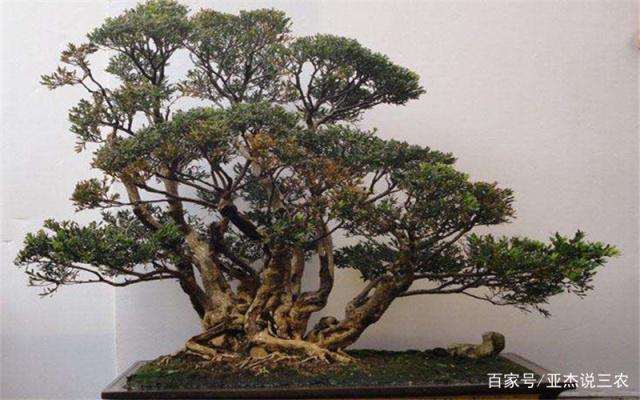 如何把握制作黄杨盆景的施肥时间