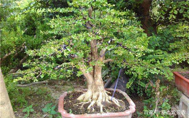 如何把握制作黄杨盆景的施肥时间