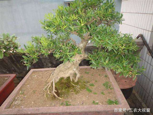 黄杨盆景怎么不发芽