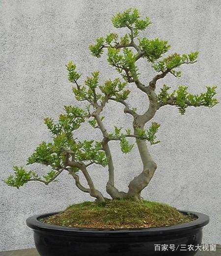 黄杨盆景怎么不发芽