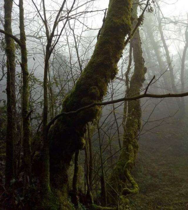大哥深山发现千年黄杨下山桩