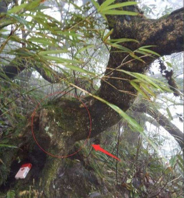 大哥深山发现千年黄杨下山桩