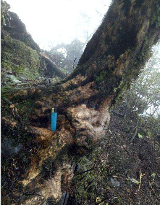 大哥深山发现千年黄杨下山桩