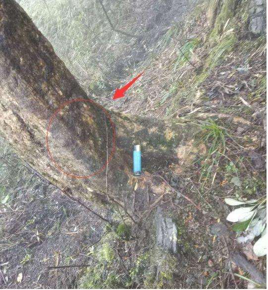 大哥深山发现千年黄杨下山桩