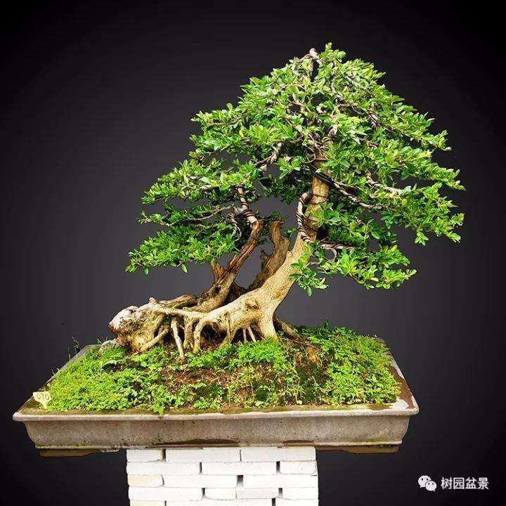 黄杨盆景耐修剪 成型后不易走型