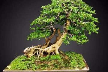 黄杨盆景耐修剪 成型后不易走型