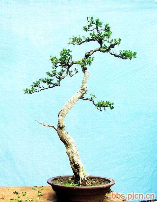 黄杨盆景的繁殖方法主要用托插法