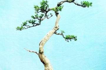 黄杨盆景扦插后怎么繁殖发芽的压条方法