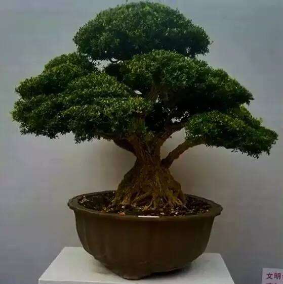 盆景黄杨上盆后要控制肥水