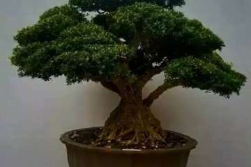 盆景黄杨移栽上盆后要怎样控制肥水