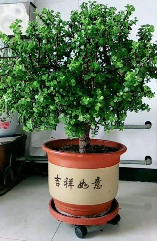 金枝玉叶盆景一年只需要施肥一次即可