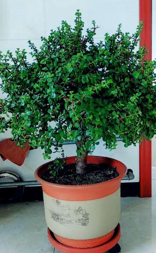 金枝玉叶盆景一年只需要施肥一次即可