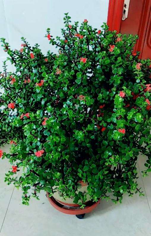 金枝玉叶盆景一年只需要施肥一次即可