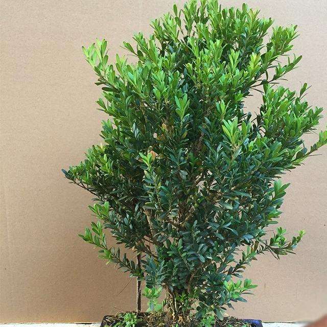 豆瓣黄杨盆景上盆的时间选择春夏之间